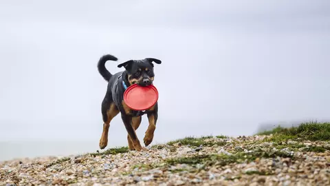 Kaiser the dog carrying a frisbee